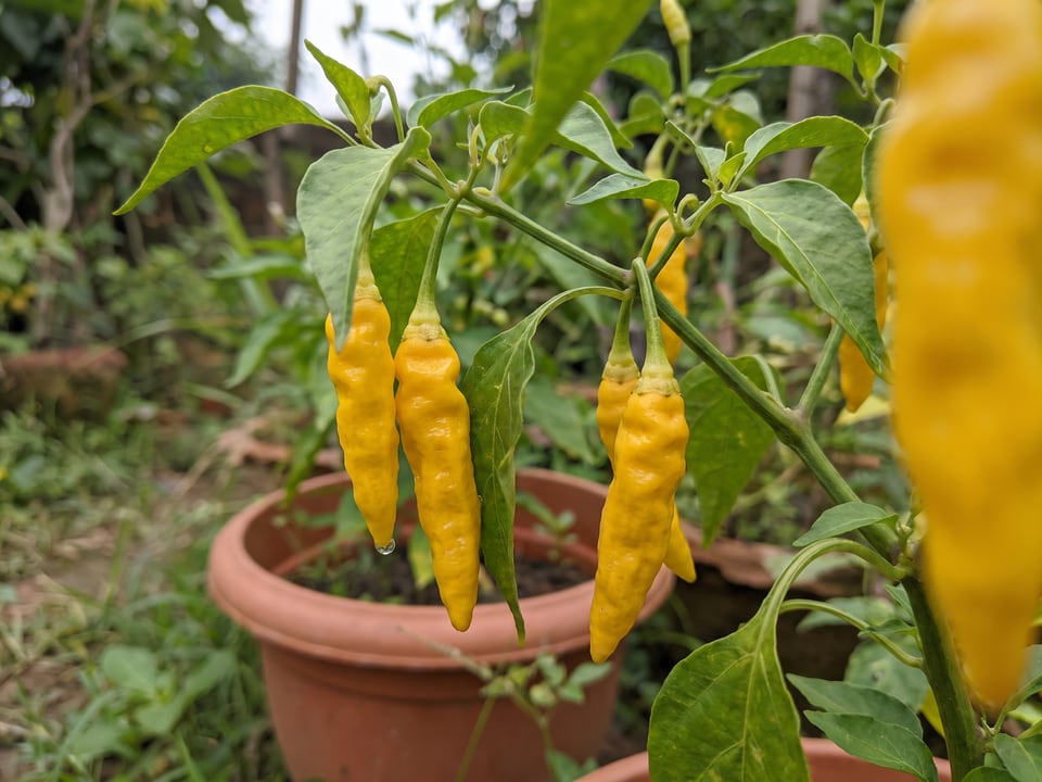 Ripe Lemon Drop pepper pods on the plant