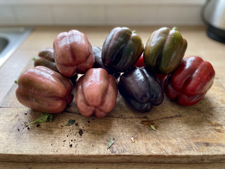 Freshly picked Lilac Bell peppers