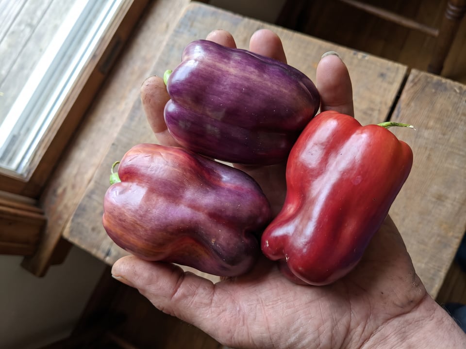 A ripe Lilac Bell pepper pod held in a gardener's hand