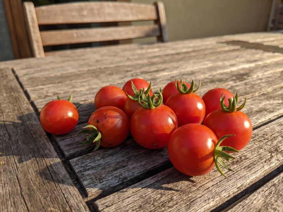 Freshly picked Little Bing tomatoes