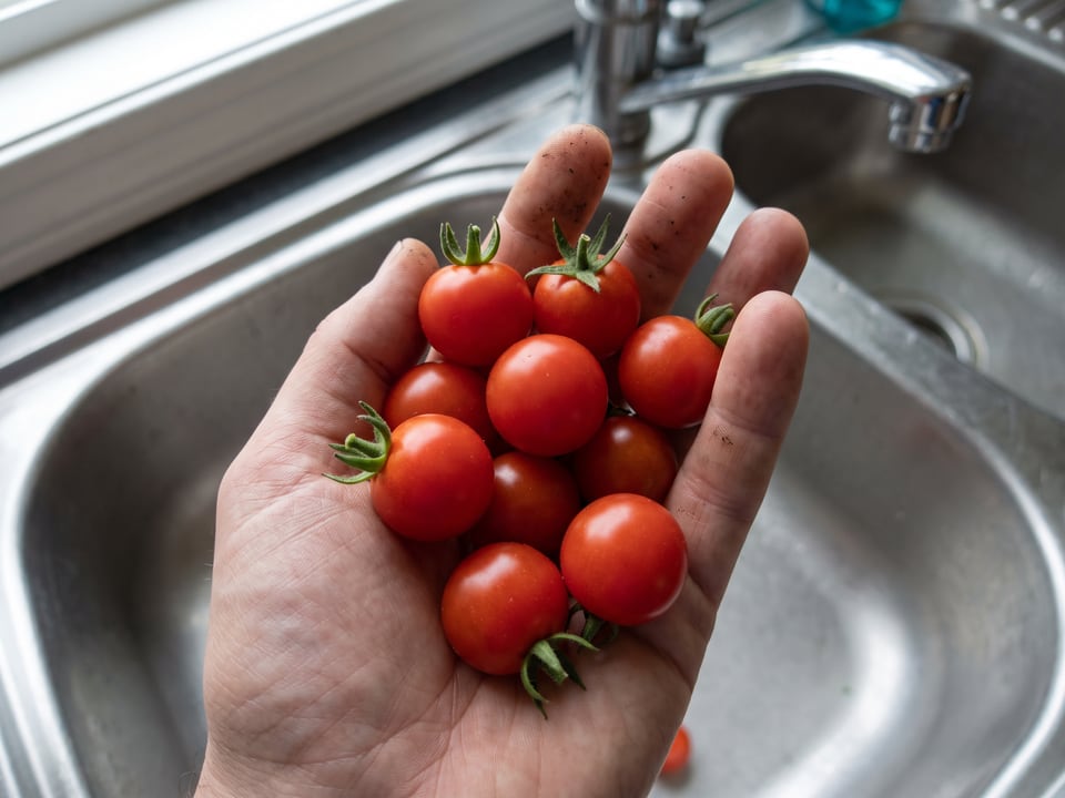 A ripe Little Bing tomato held in a gardener's hand