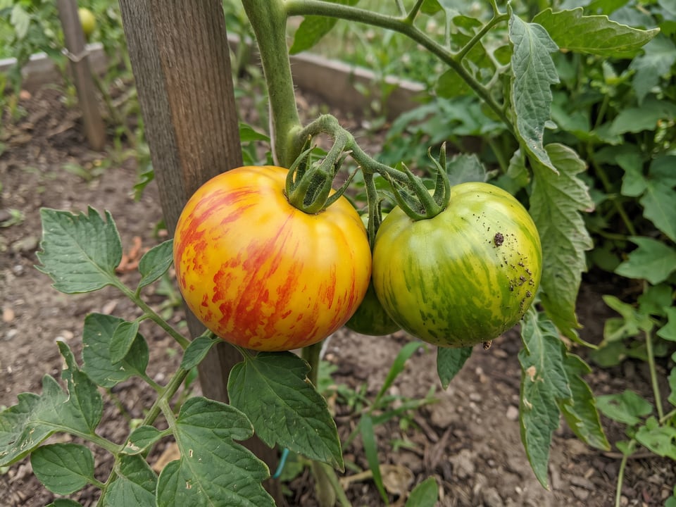 A truss of Long Keeper tomatoes