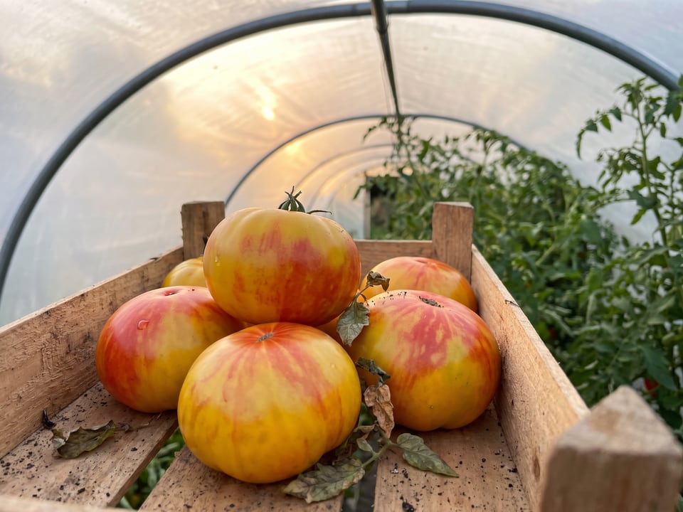 Freshly picked Long Keeper tomatoes
