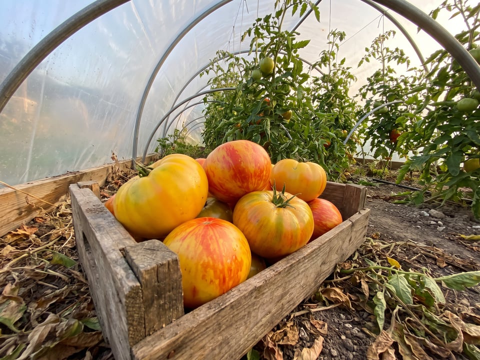 Freshly picked Long Keeper tomatoes in a harvest basket