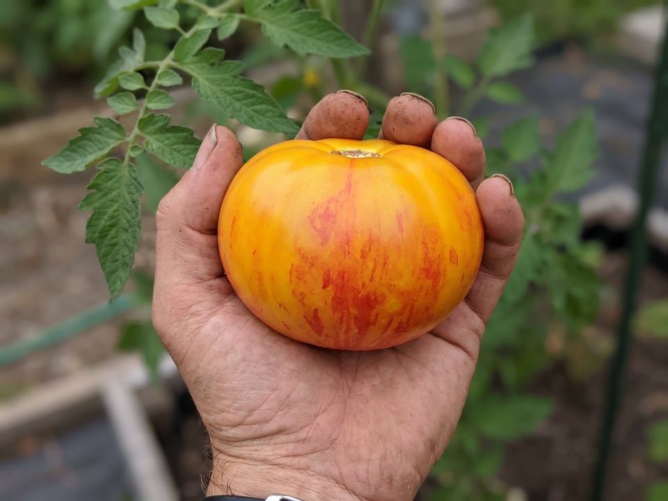 A ripe Long Keeper tomato held in a gardener's hand