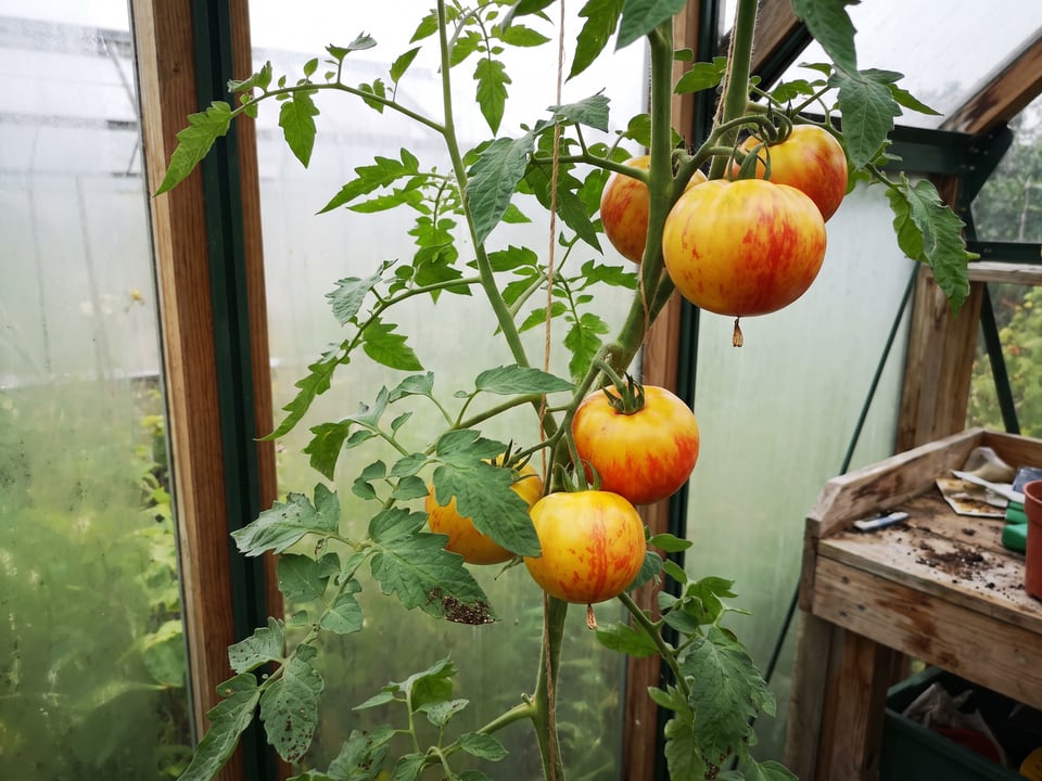 Long Keeper tomatoes ripening on the vine under cover