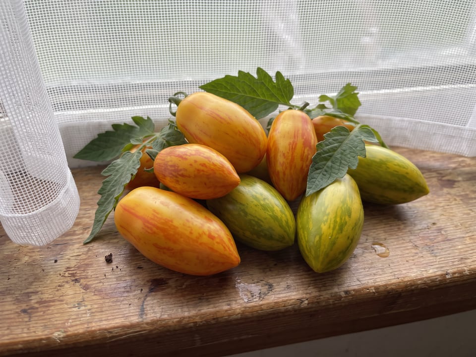 Freshly picked Lucky Tiger tomatoes