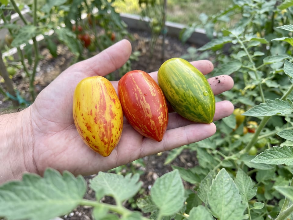 A ripe Lucky Tiger tomato held in a gardener's hand