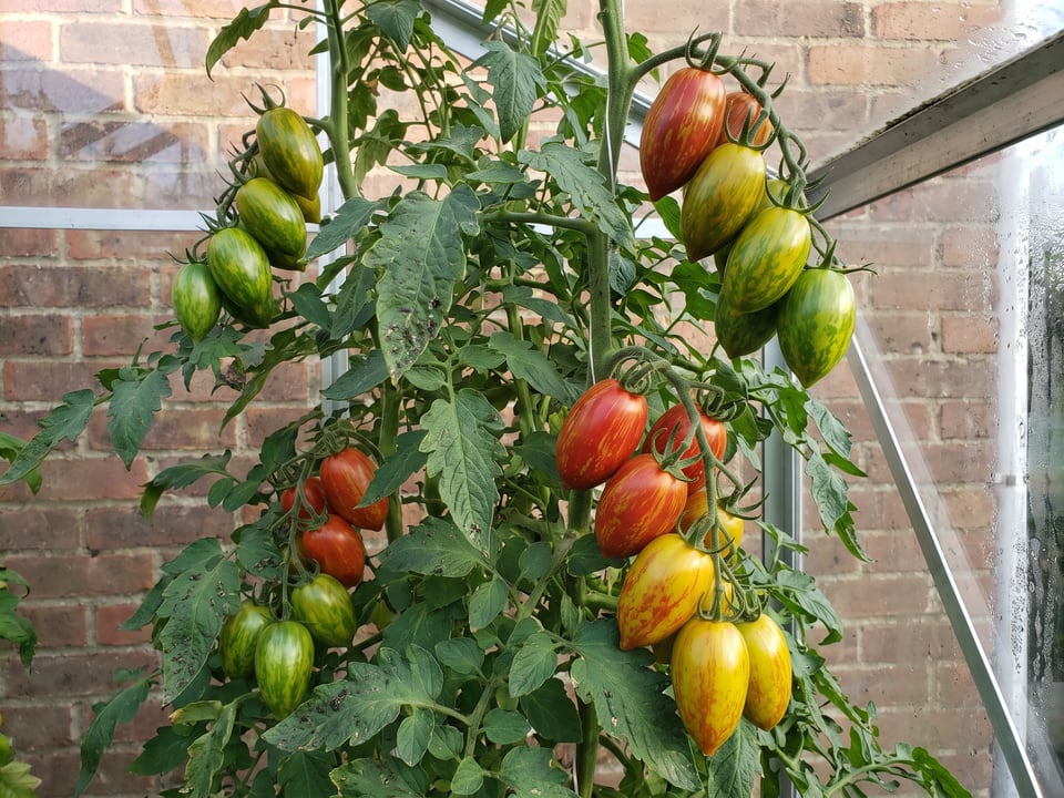 Lucky Tiger tomatoes ripening on the vine under cover