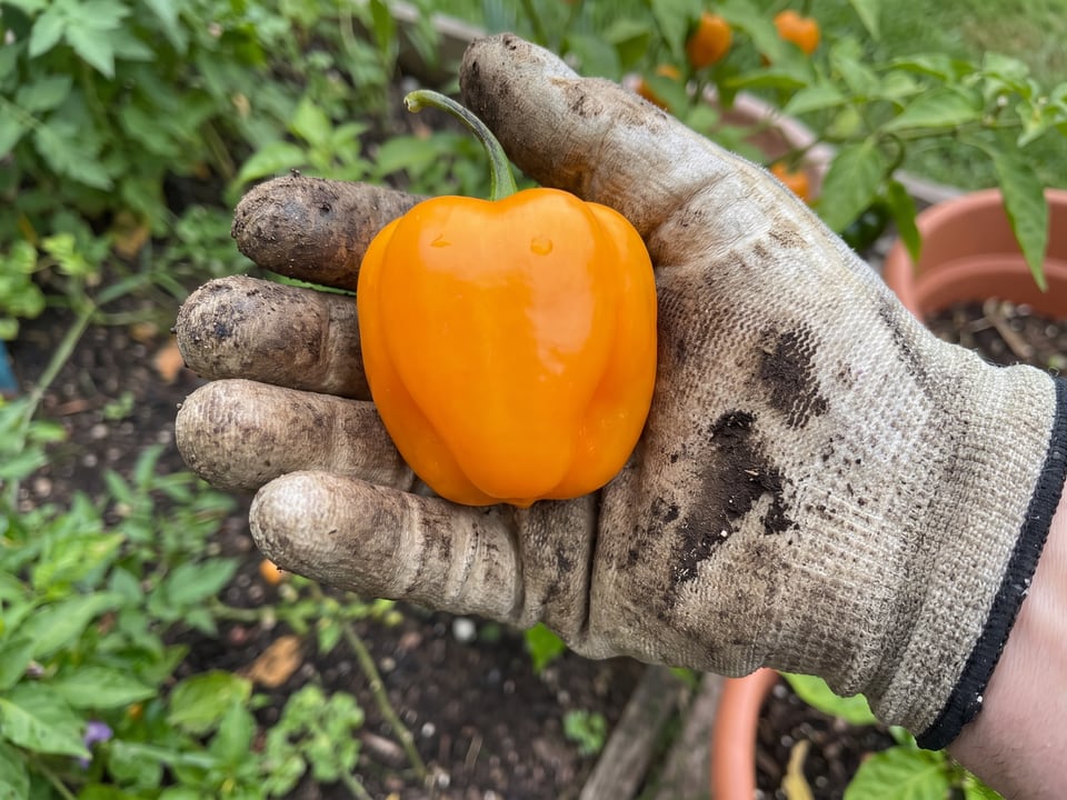 A ripe Manzano pepper pod held in a gardener's hand