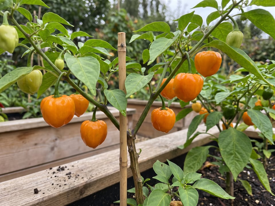 Manzano pepper plant with ripe pods