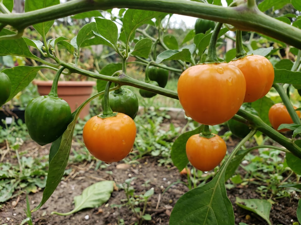 Ripe Manzano pepper pods on the plant