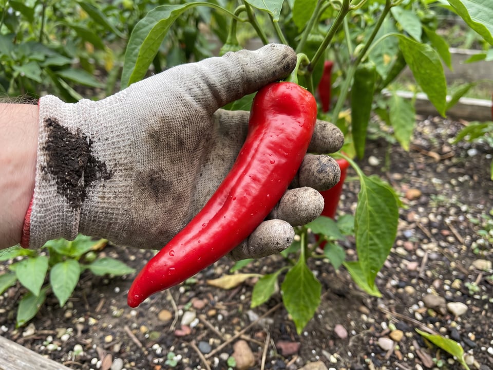A ripe Marconi Red pepper pod held in a gardener's hand
