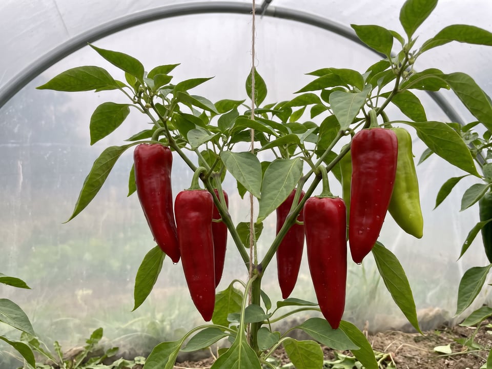 Marconi Red pepper plant with ripe pods