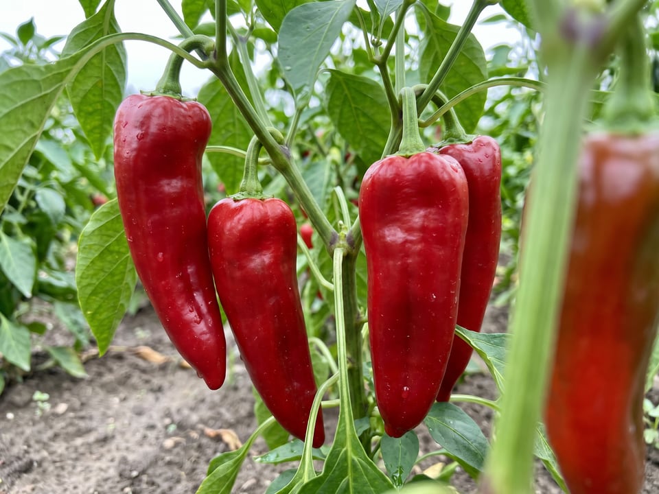 Ripe Marconi Red pepper pods on the plant