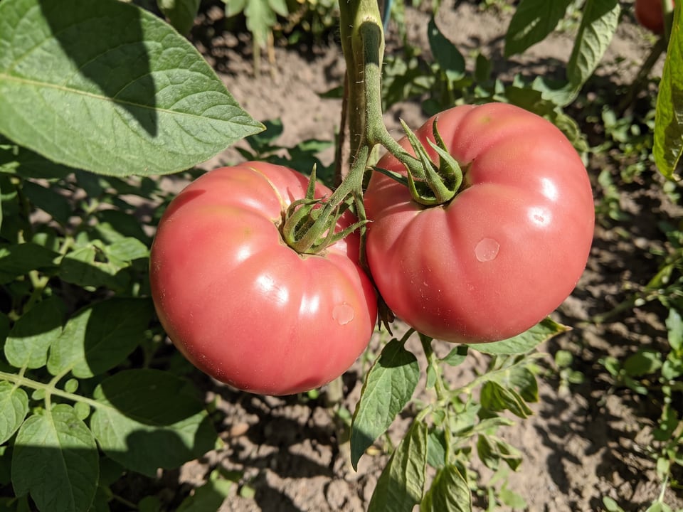 A truss of Marianna's Peace tomatoes