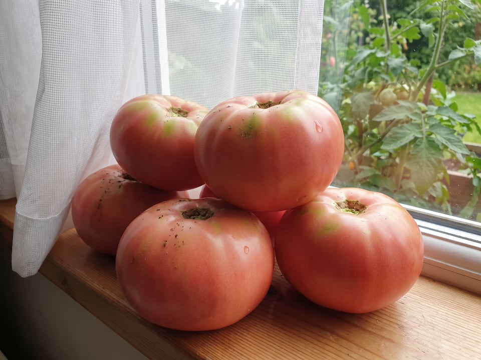 Freshly picked Marianna's Peace tomatoes
