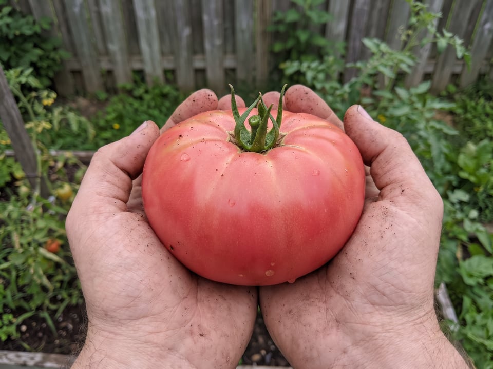 A ripe Marianna's Peace tomato held in a gardener's hand