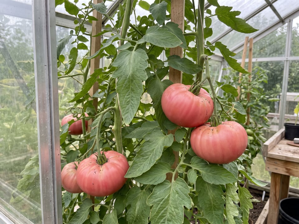 Marianna's Peace tomatoes ripening on the vine under cover