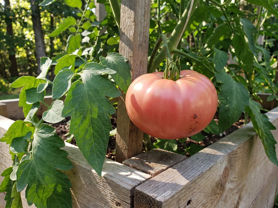 Marianna's Peace tomato plant in a garden bed with ripe fruit on the vine