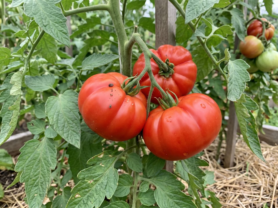 A truss of Marmande tomatoes