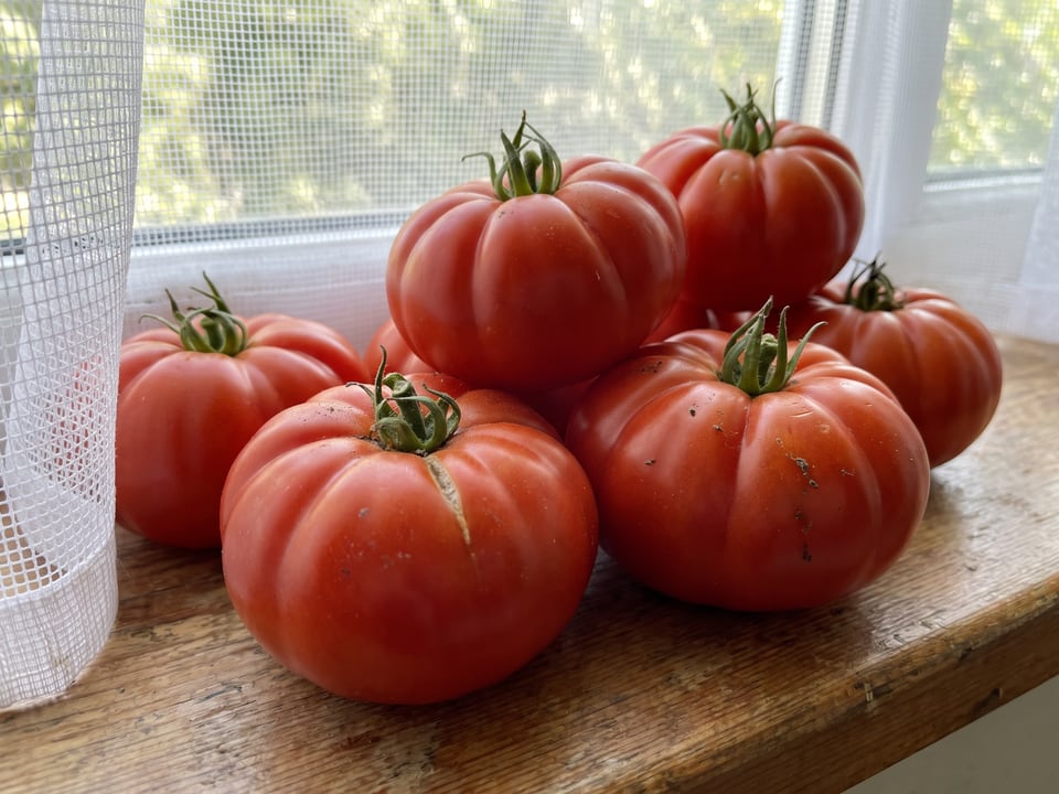 Freshly picked Marmande tomatoes