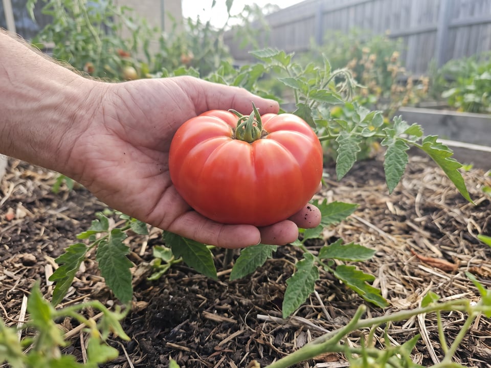 A ripe Marmande tomato held in a gardener's hand