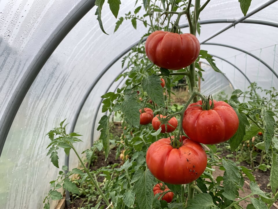 Marmande tomatoes ripening on the vine under cover