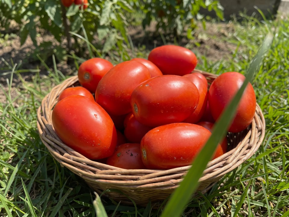 Freshly picked Martino's Roma tomatoes