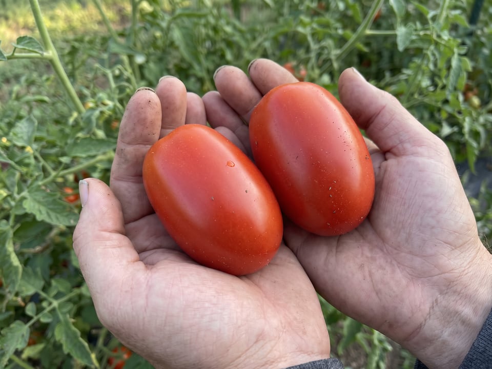 A ripe Martino's Roma tomato held in a gardener's hand