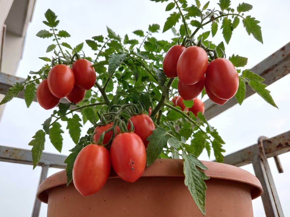 Martino's Roma tomato plant in a garden bed with ripe fruit on the vine