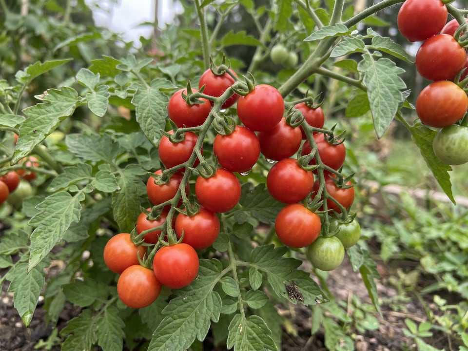 A truss of Micro Tom tomatoes