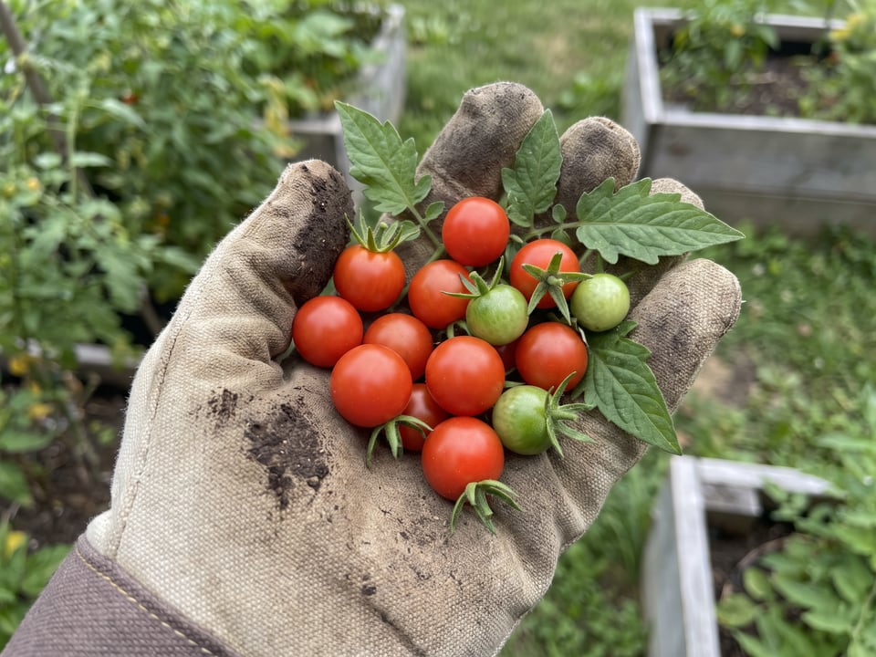 A ripe Micro Tom tomato held in a gardener's hand