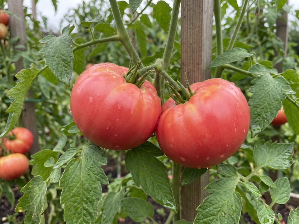 A truss of Mortgage Lifter tomatoes