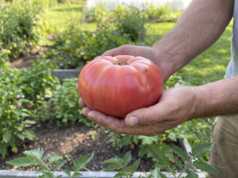 A ripe Mortgage Lifter tomato held in a gardener's hand