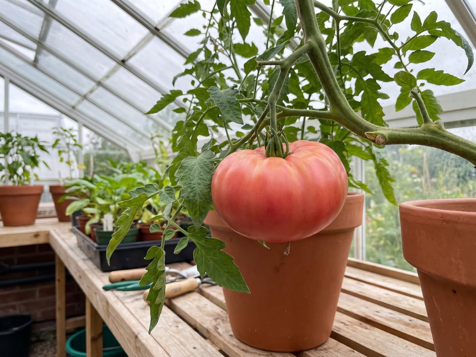 Mortgage Lifter tomatoes ripening on the vine under cover