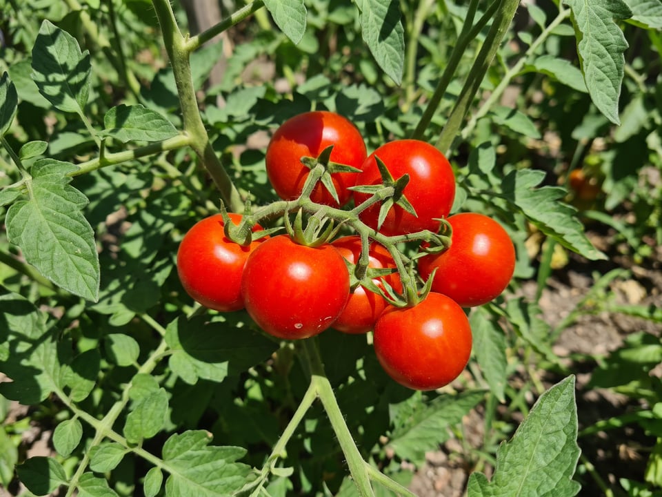 A truss of Mountain Magic tomatoes