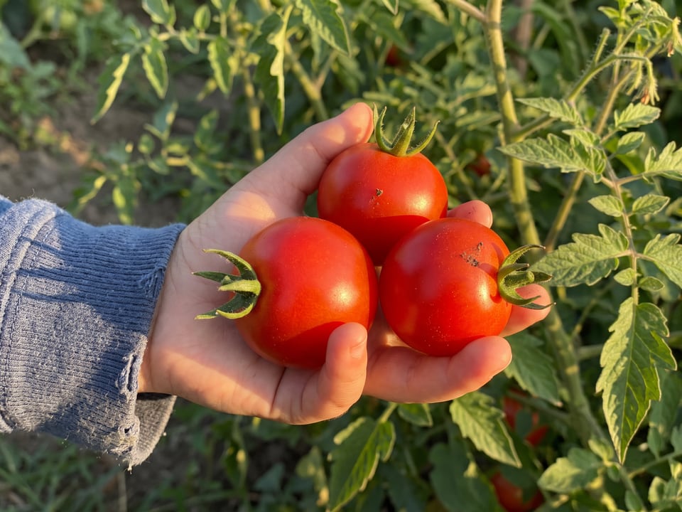 A ripe Mountain Magic tomato held in a gardener's hand