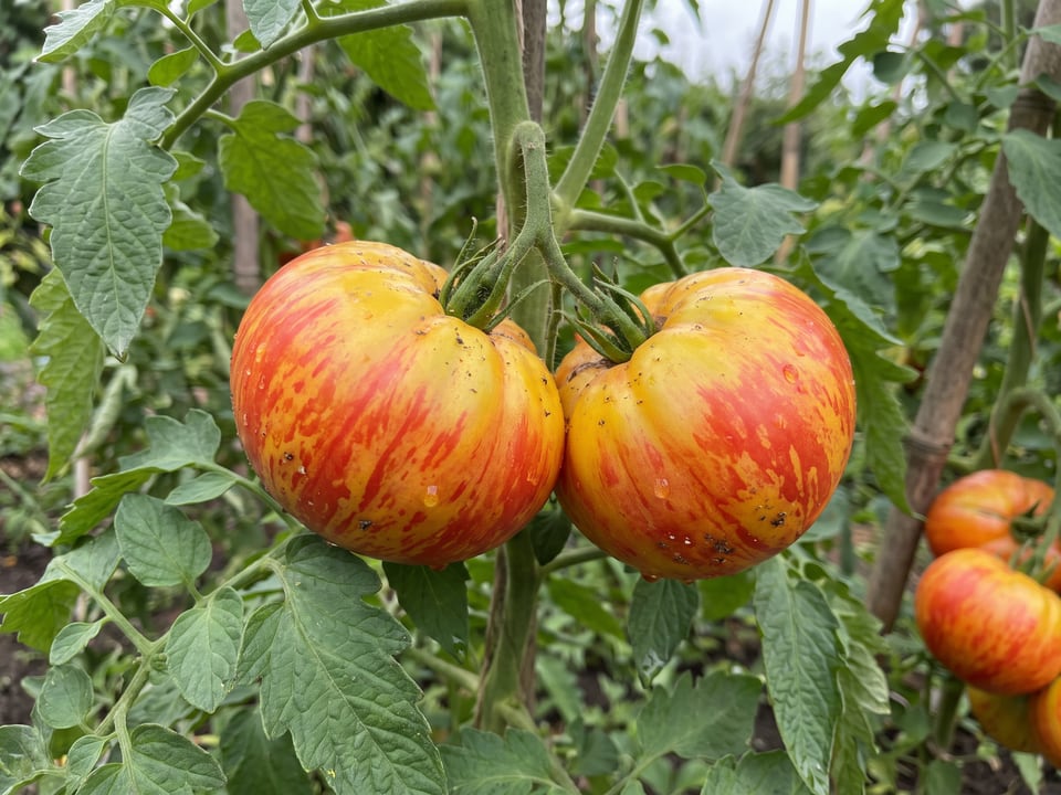 A truss of Mr Stripey tomatoes