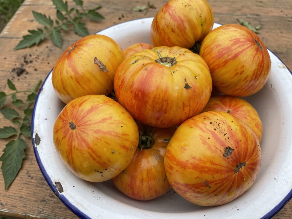 Freshly picked Mr Stripey tomatoes