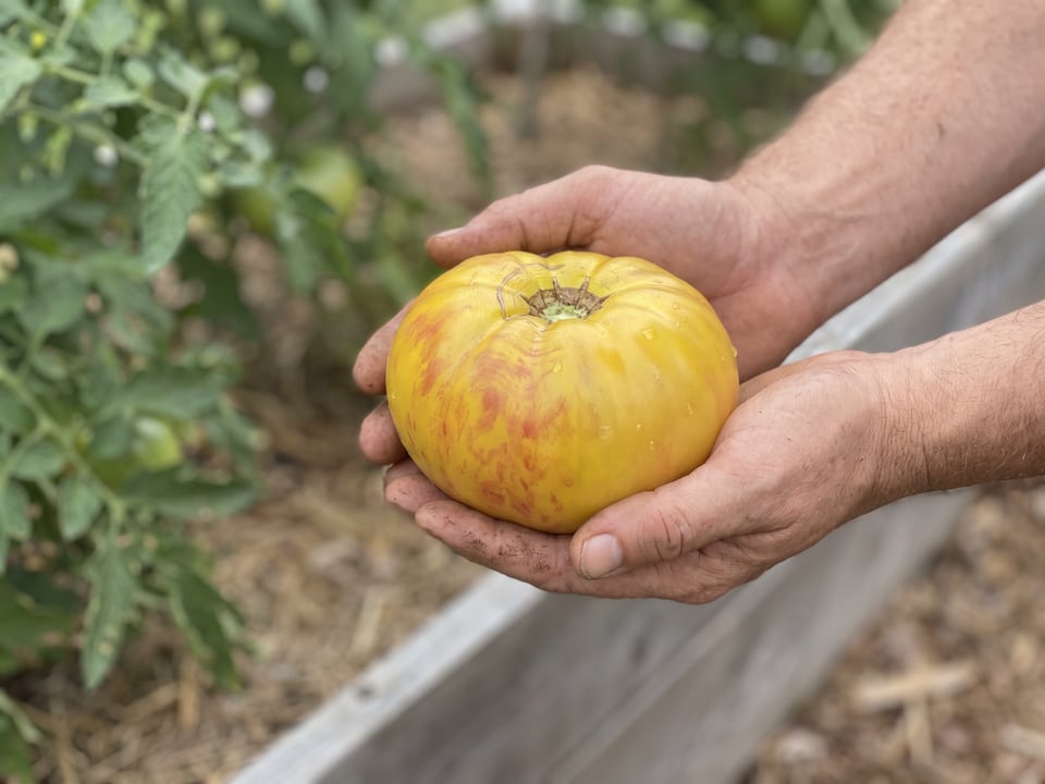 A ripe Mr Stripey tomato held in a gardener's hand
