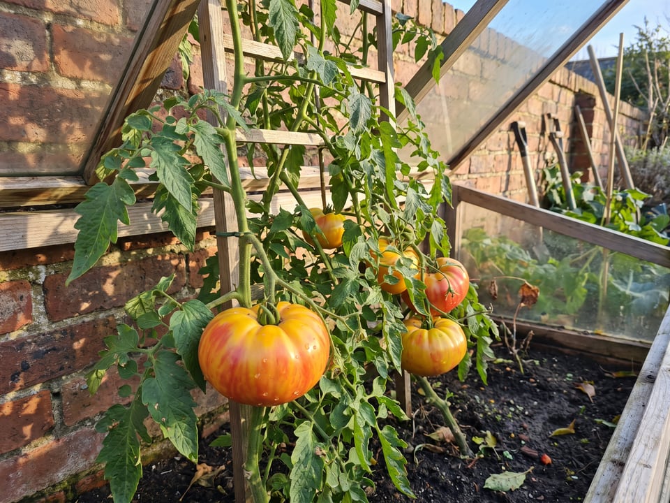 Mr Stripey tomatoes ripening on the vine under cover
