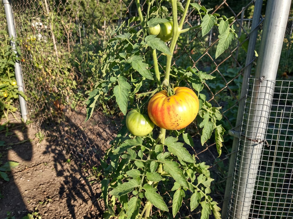 Mr Stripey tomato plant in a garden bed with ripe fruit on the vine