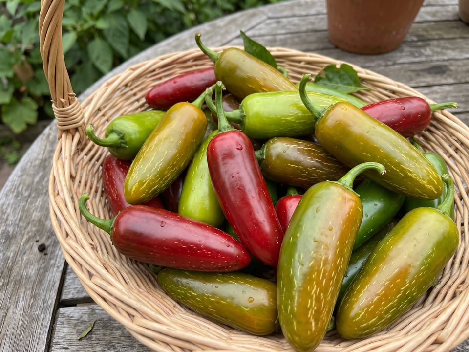 Freshly picked Mucho Nacho peppers