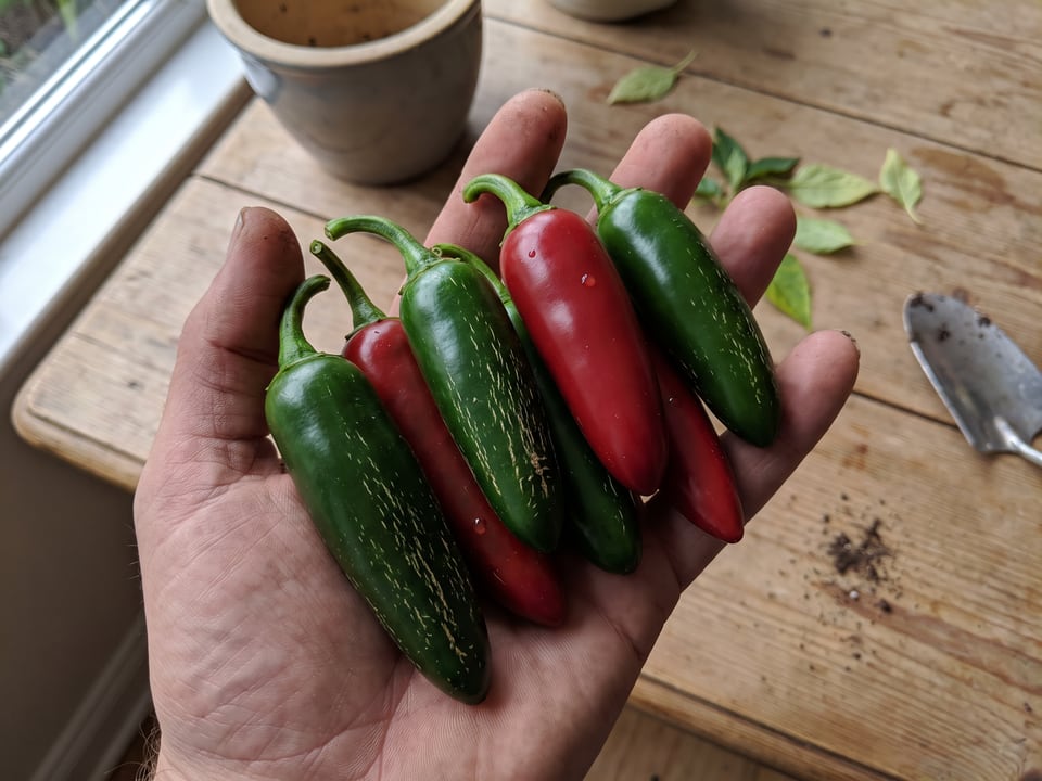 A ripe Mucho Nacho pepper pod held in a gardener's hand