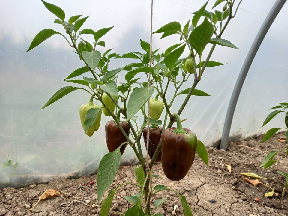 Mulato Isleño pepper plant with ripe pods