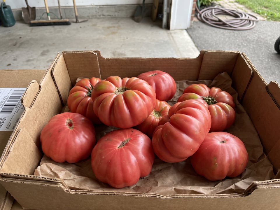 Freshly picked Mushroom Basket tomatoes