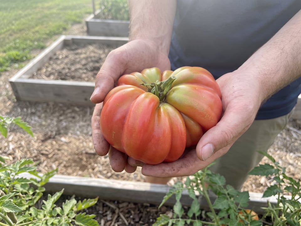 A ripe Mushroom Basket tomato held in a gardener's hand