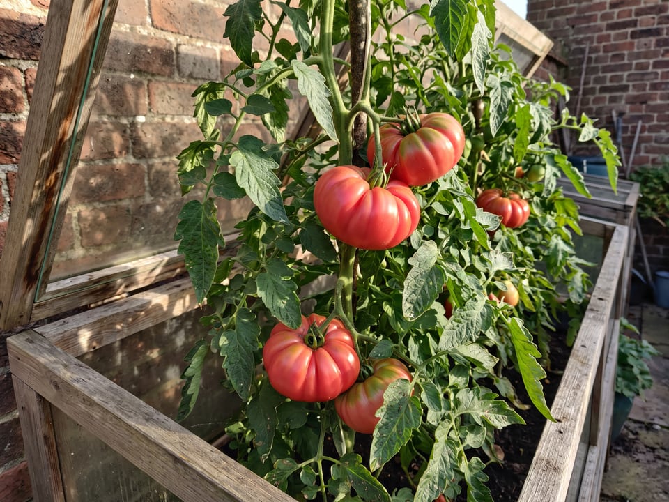 Mushroom Basket tomatoes ripening on the vine under cover
