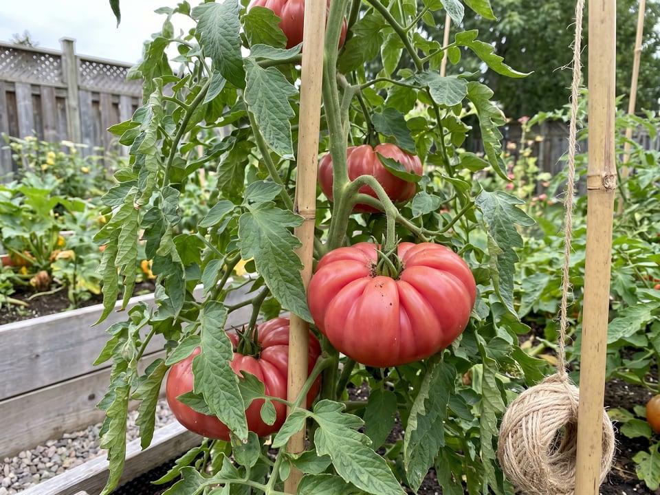 Mushroom Basket tomato plant in a garden bed with ripe fruit on the vine